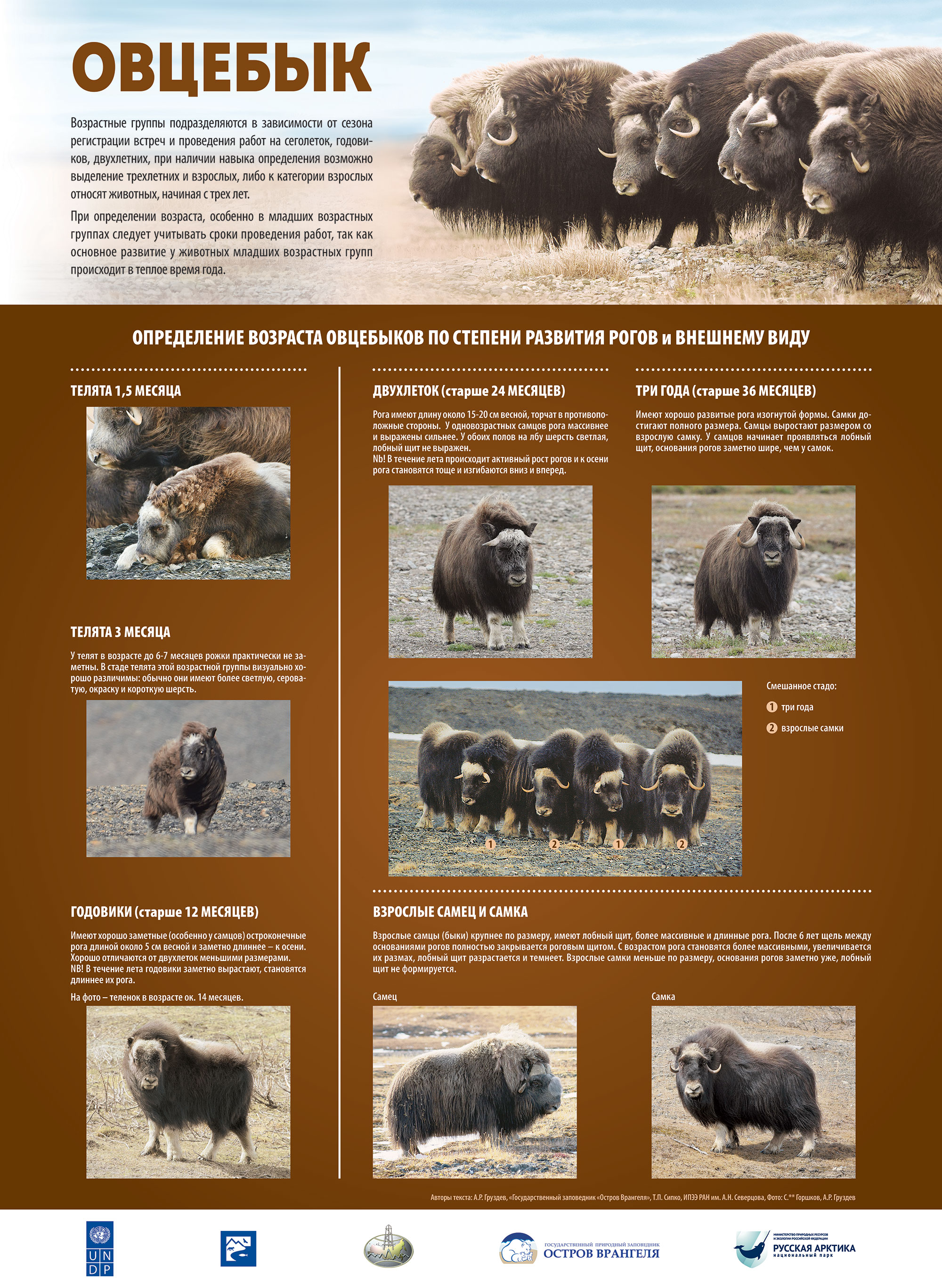 Определение возраста овцебыков по степени развития рогов и внешнему виду