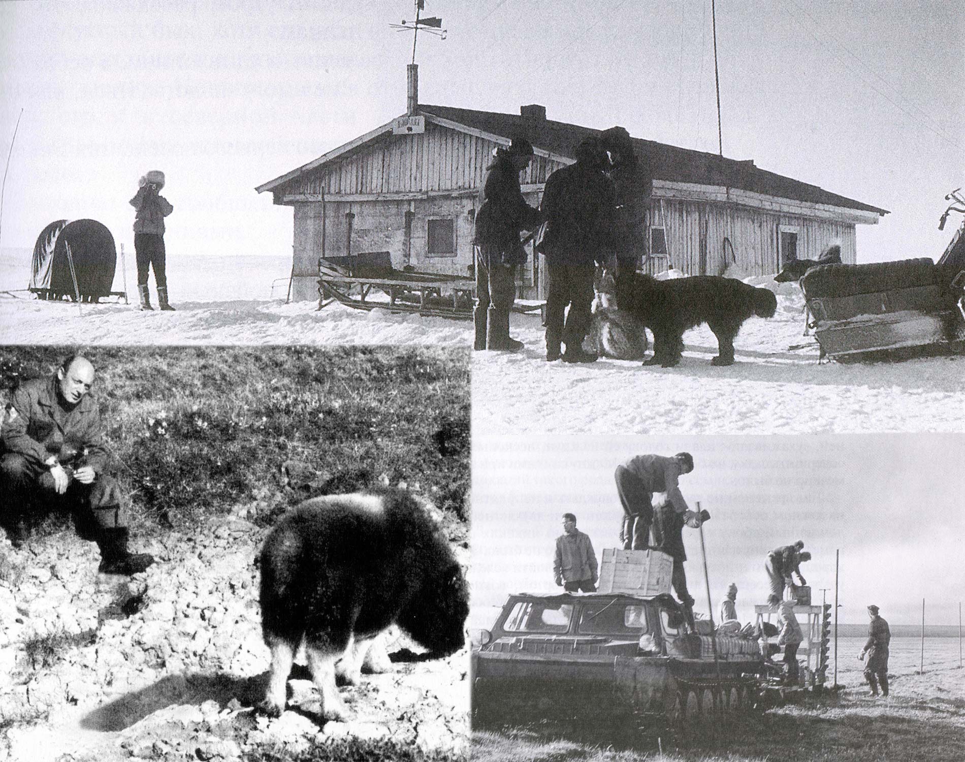 владимир кравец, овцебычок Ненси, стационар на реке Бикада, постройка загона овцебыков, Таймыр 1974