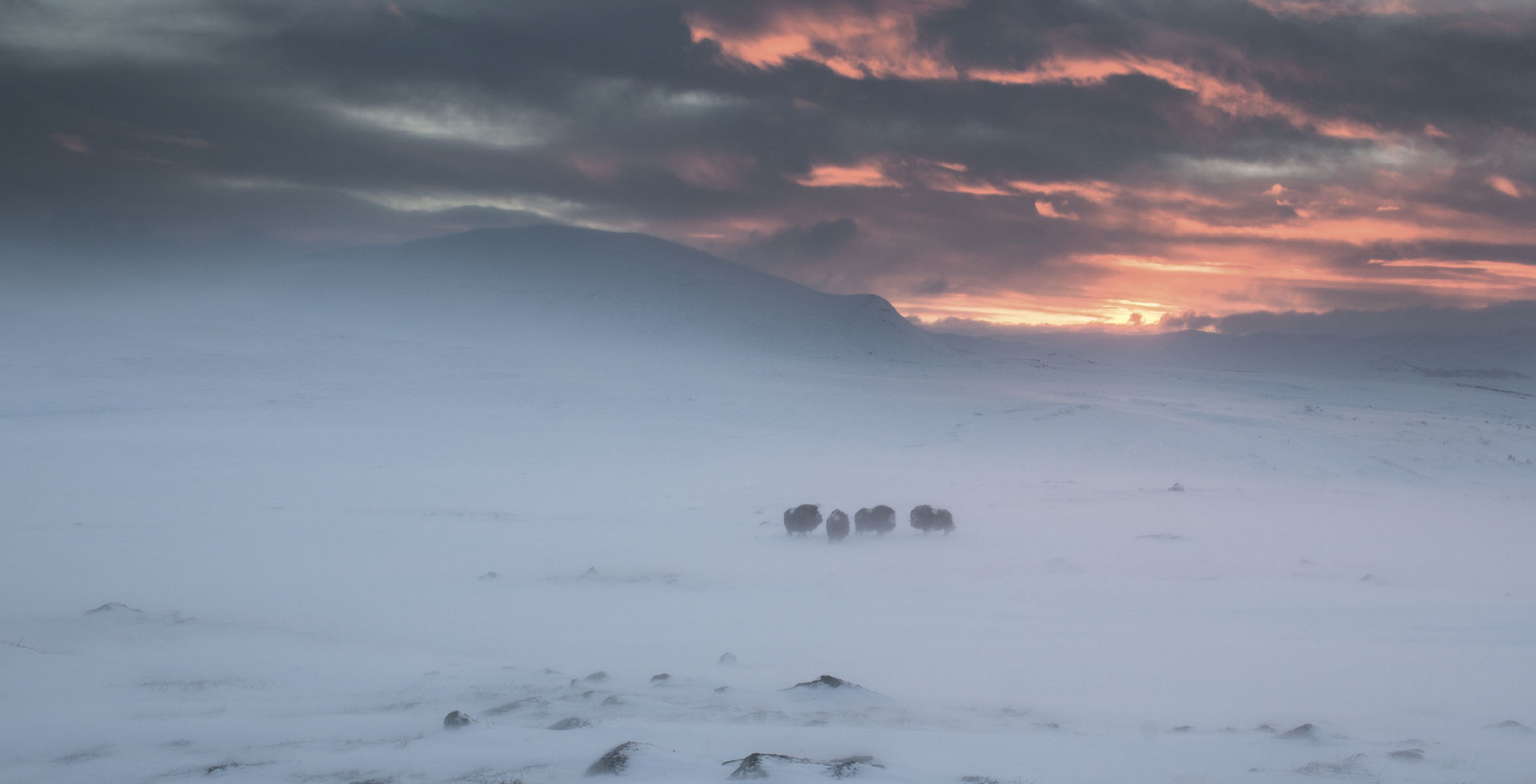 овцебыки зимой в тундре на рассвете