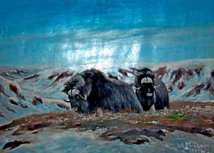 Овцебык - картина художника Александра Сипаркина, Таймыр