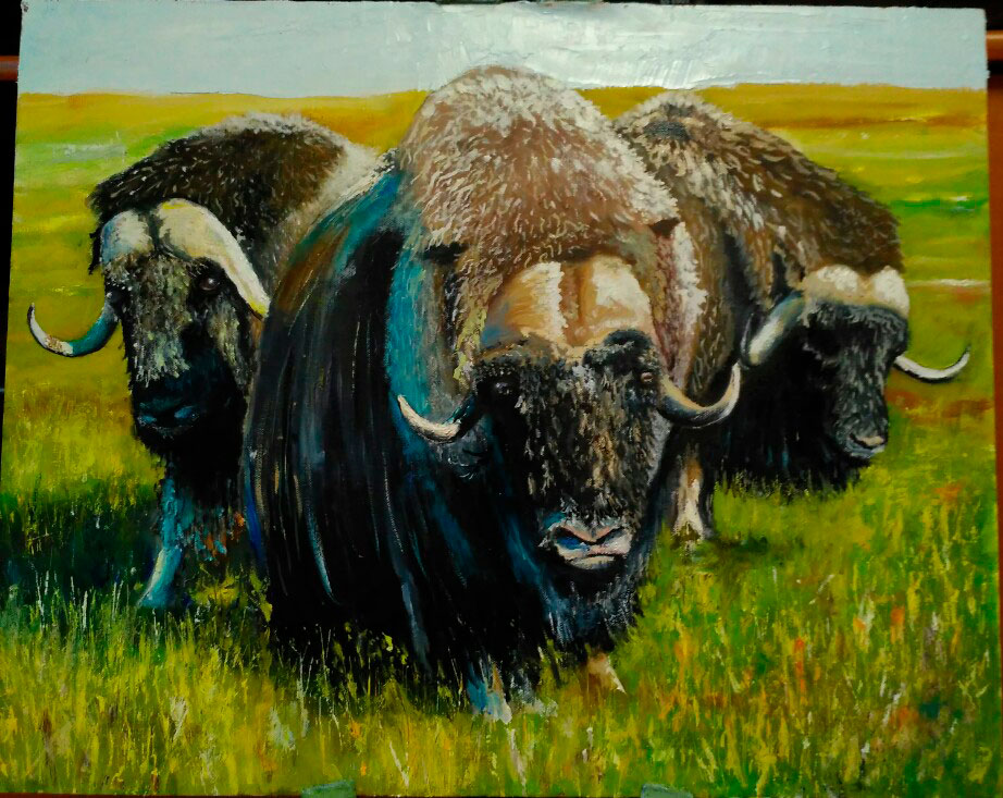 Овцебыки - картина художника Александра Сипаркина, Таймыр