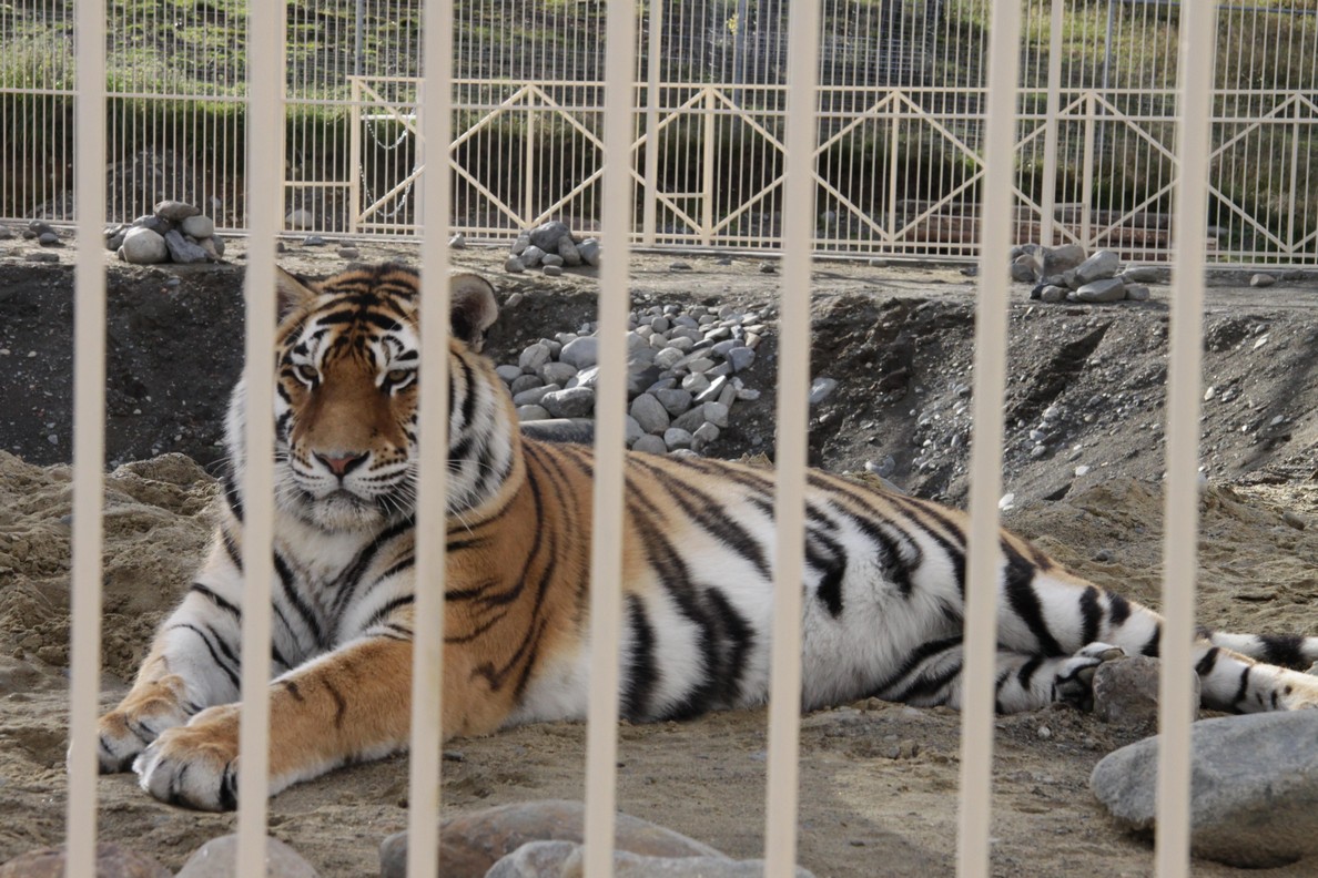 Тигрица в Карельском зоопарке