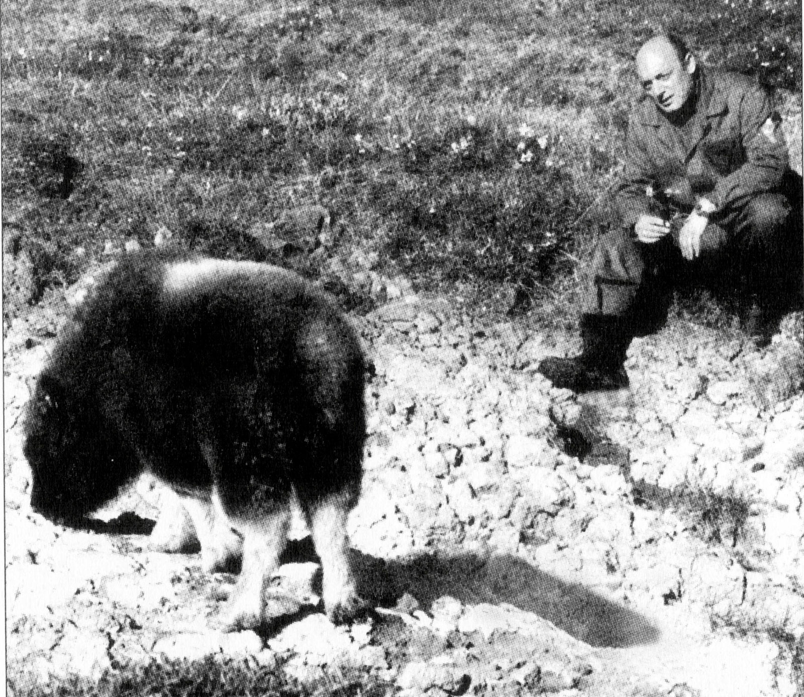 Журналист В.Е.Кравец наблюдает за детенышем овцебыка. 