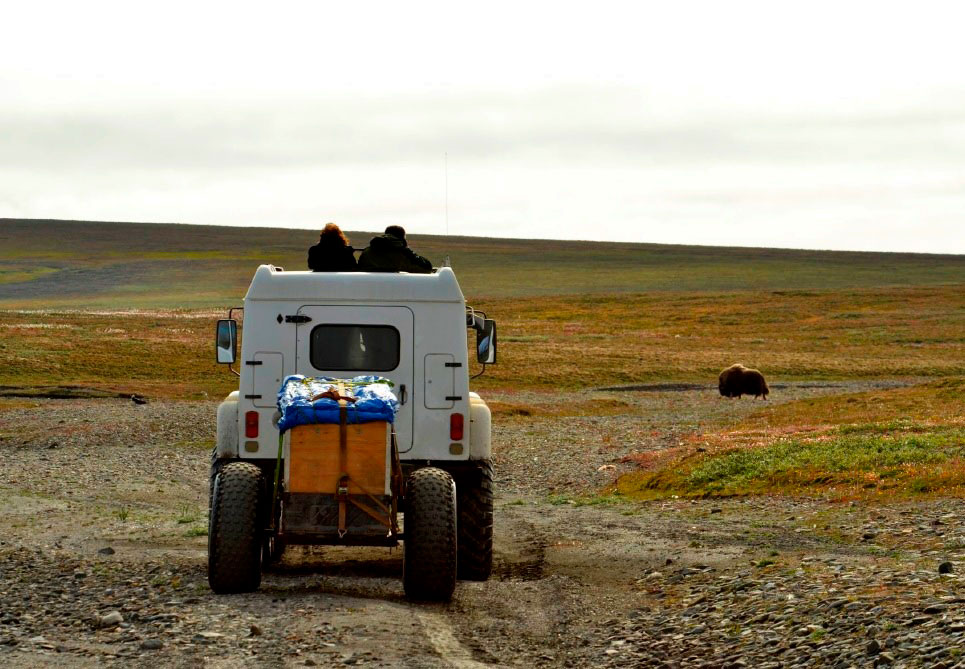 Туристы фотографируют овцебыка на о.Врангеля. Фото предоставлено Груздевым.А.Р.