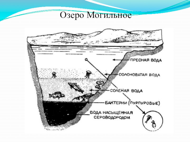 В верхнем слое воды обитает больше. Озеро Могильное на Кильдине. Озеро Могильное на острове Кильдин. Слои воды в озере Могильное. Озеро Могильное Мурманская область.