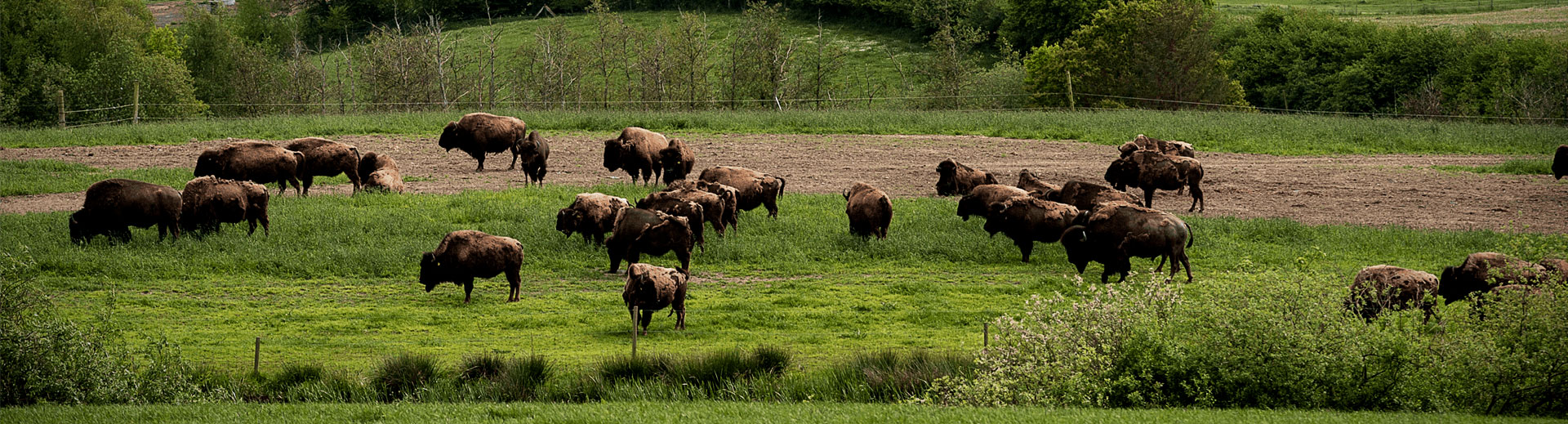продаются американские бизоны с датской фермы